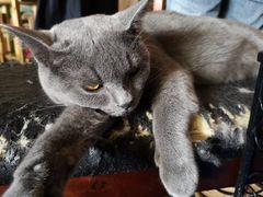 -猫猫幼稚园·撸猫·桌游·电玩