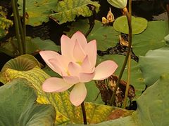 -李小龙乐园(顺德均安店)