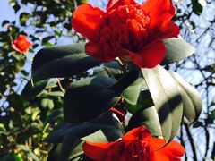 -西湖外事游船(花港观鱼码头)