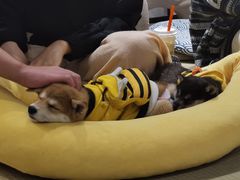 -逗柴咖啡屋·狗咖猫咖宠物桌游