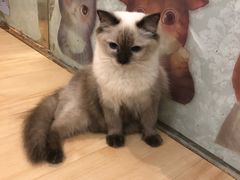 -李小姐の猫咖啡馆(五角场店)