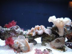 -西雅图水族馆