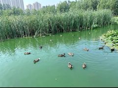 -前关湿地公园