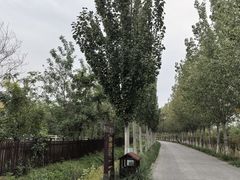 -西青郊野公园