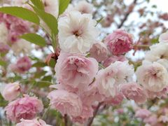 -天适樱花悠乐园