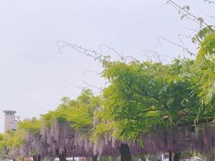 -嘉定紫藤园