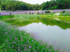 -大塘金香草谷