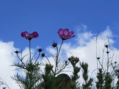 -白草畔自然风景区