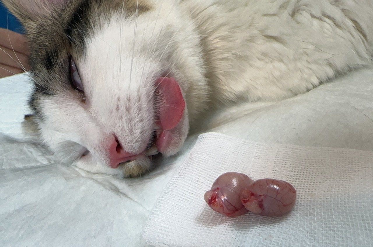 《宠物绝育——爱与责任的选择》