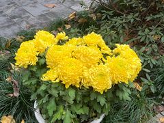 -杭州植物园
