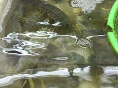 -班赞海鲜市场