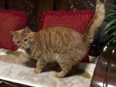 -瑞鹏宠物医院·骨科·猫科·内科(第一中心)