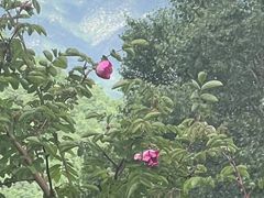 -灵山