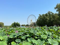 -白洋淀风景区