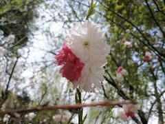 -南汇桃花村