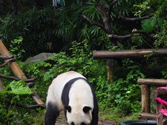 -深圳野生动物园