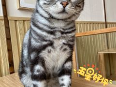 -Catmate·猫肥家润(金润铂宫店)