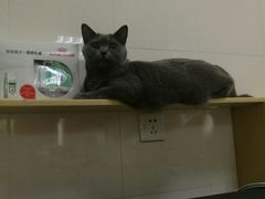-瑞鹏宠物医院·骨科·猫科·内科(第一中心)