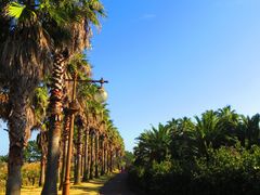 -柱状节理带