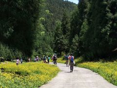 -武陵山森林公园