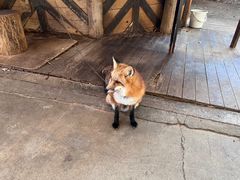 -宫城藏王狐狸村