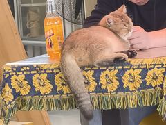 -平行世界·猫咖(首经贸店)