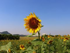 -光明小镇欢乐田园