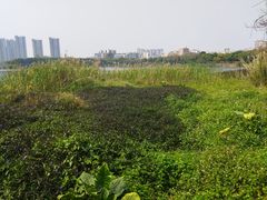 -广东花都湖国家湿地公园