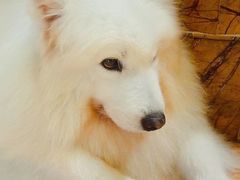 -more than meow吴止猫主题餐厅(承德 中船汇店)