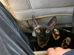 -纳吉亚猫专科动物医院博雅分院