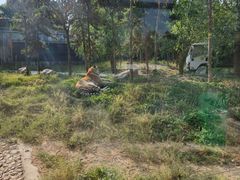-五龙山野生动物王国