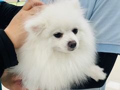 -瑞鹏宠物医院犬猫全科(真大分院)
