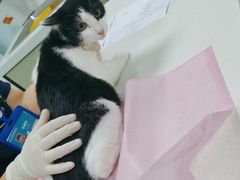 -北京观赏动物医院·24小时大型综合·猫专科·异宠专科