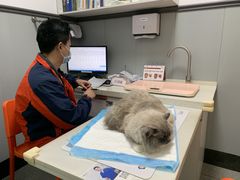 -伟伟宠物医院·瑞派猫友好医院·猫科(光谷店)