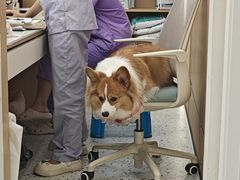 -瑞派康怡24h宠物医院·犬猫医疗中心·微创绝育(瑞景分院)