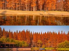 -黄海国家森林公园