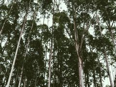 -桉树林A coffee 森林餐厅(三圣乡店)