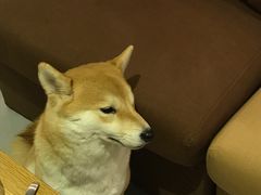 -柴务处·柴犬主题狗咖