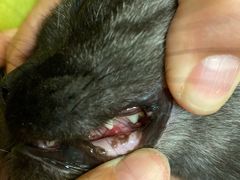 -纳吉亚猫专科动物诊疗中心(蒋宅口分院)