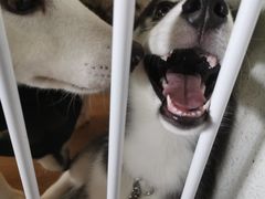 -Husky Go! 哈士奇体验馆·宠物咖啡厅狗咖