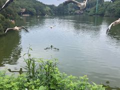 -广州长隆飞鸟乐园
