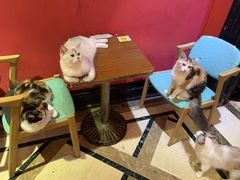 -猫色咖啡·猫咖