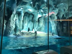 -帝企鹅自助餐厅•儿童岛•真企鹅(长隆企鹅酒店)