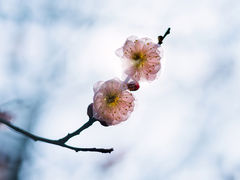 -梅花山(明孝陵内)