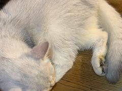 -猫色咖啡·猫咖