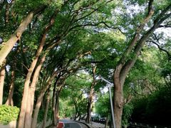 -上海佘山国家森林公园西佘山园