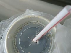 -华莱士·全鸡汉堡(金珠店)