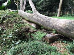 -南宁良凤江国家森林公园