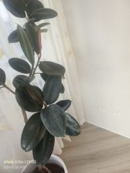 -HEYAN荷妍专业脱毛连锁机构