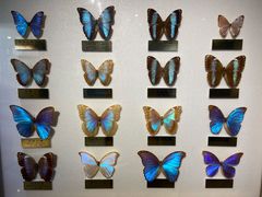 -上海昆虫博物馆